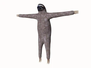 tembel hayvan 3D Model