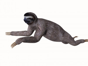 sloth 3D 模型