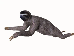 tembel hayvan 3D Model