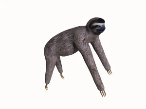 tembel hayvan 3D Model