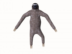 sloth 3D 模型