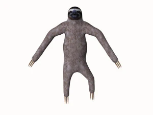 tembel hayvan 3D Model