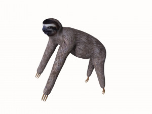 sloth 3D 模型
