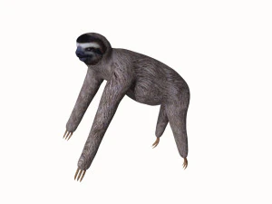 tembel hayvan 3D Model