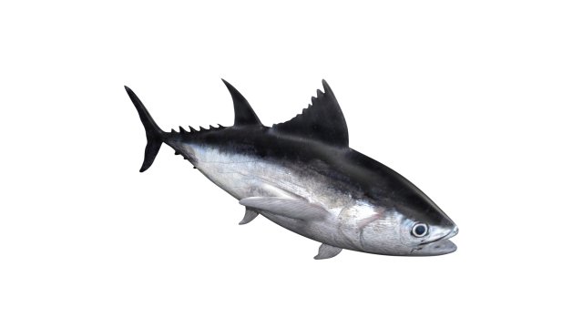 tuna fish 3D Model .c4d .max .obj .3ds .fbx .stl .blend 