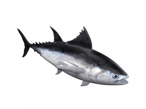 tuna fish 3D Model