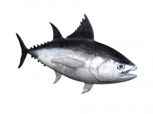 tuna fish 3D Model