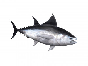 tuna fish 3D Model