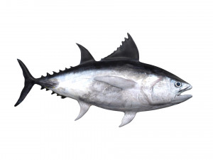 tuna fish 3D Model