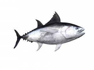 tuna fish 3D Model