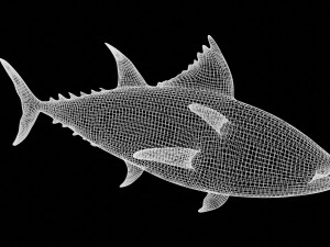 tuna fish 3D Model