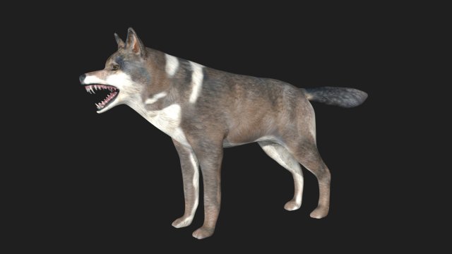 wolf 3D Model .c4d .max .obj .3ds .fbx .stl .blend 