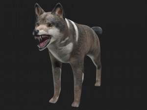 wolf 3D Model