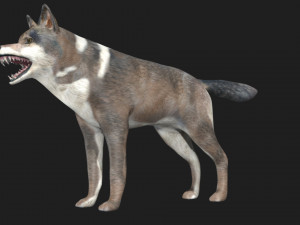 wolf 3D Model
