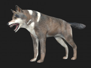 wolf 3D Model