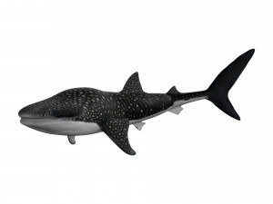 rigged whale shark Modelo 3D