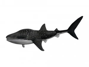 rigged whale shark 3D Model