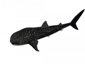 rigged whale shark Modelo 3D