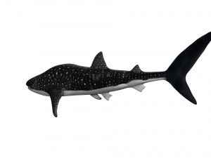 rigged whale shark Modelo 3D