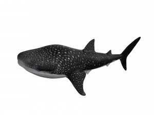 rigged whale shark Modelo 3D