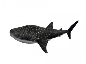 rigged whale shark 3D Model