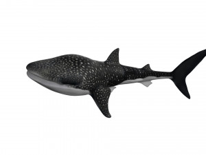rigged whale shark Modelo 3D