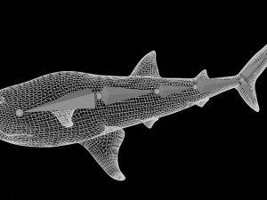 rigged whale shark Modelo 3D