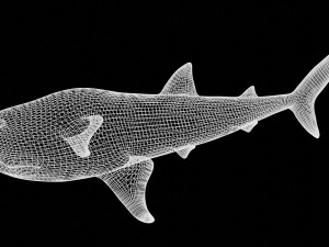 rigged whale shark Modelo 3D