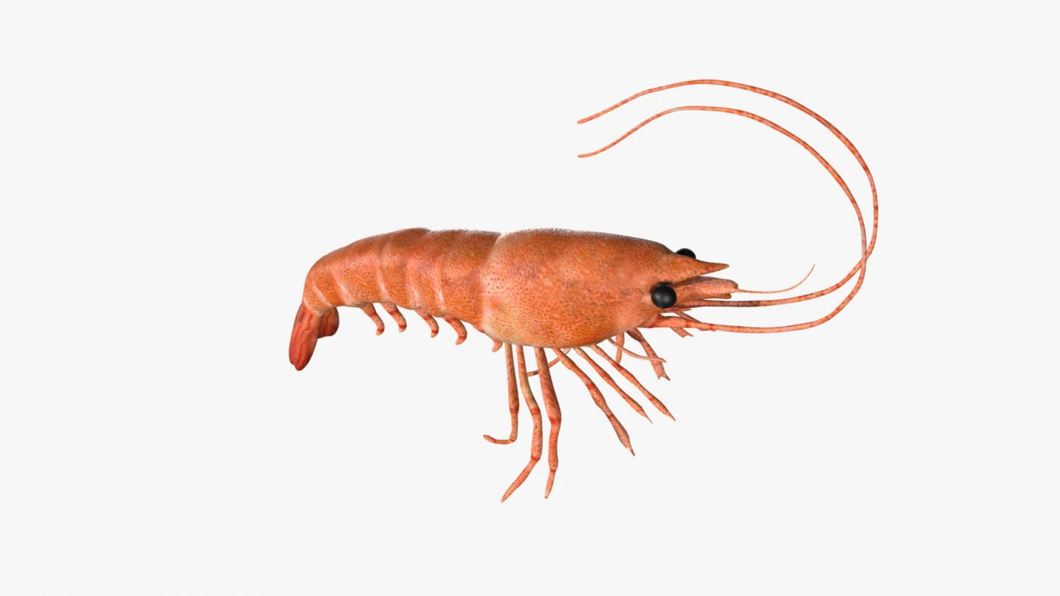 shrimp prawn rigged 3D Model .c4d .max .obj .3ds .fbx .stl .blend 