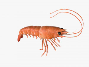 shrimp prawn rigged 3D Модель
