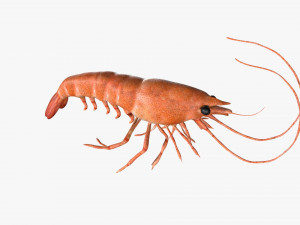 shrimp prawn rigged Modelo 3D