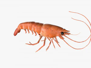 shrimp prawn rigged 3D Model