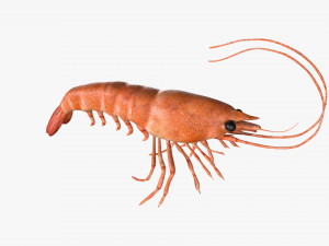 shrimp prawn rigged Modelo 3D