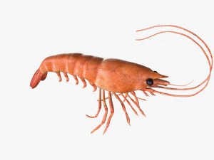 shrimp prawn rigged 3D Model