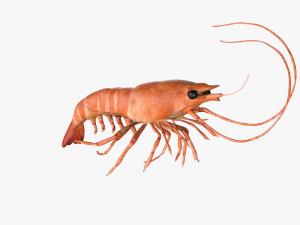 shrimp prawn rigged Modelo 3D