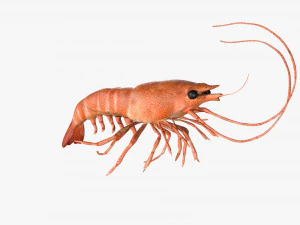 shrimp prawn rigged 3D Model