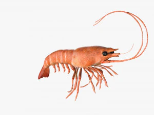 shrimp prawn rigged 3D Model