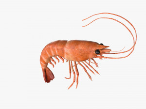 shrimp prawn rigged Modelo 3D