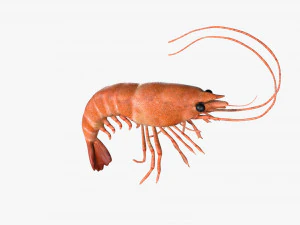shrimp prawn rigged 3D Model