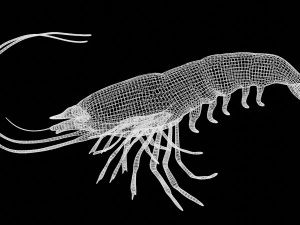 shrimp prawn rigged 3D Model