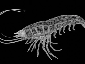 shrimp prawn rigged 3D Model