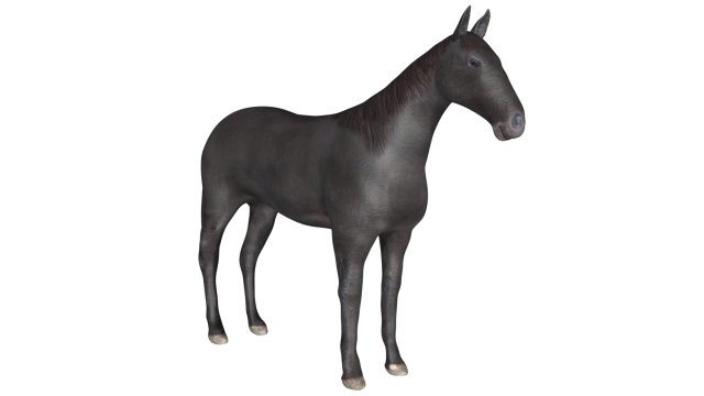 black horse rigged 3D Модель .c4d .max .obj .3ds .fbx .stl .blend 