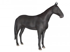 black horse rigged 3D Модель