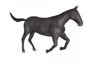black horse rigged 3D Model