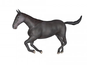black horse rigged 3D Модель