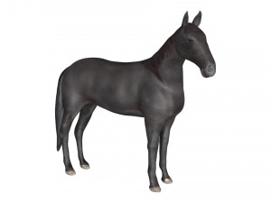 black horse rigged 3D Модель