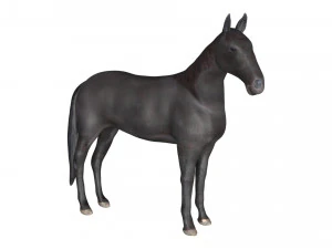 black horse rigged 3D Model