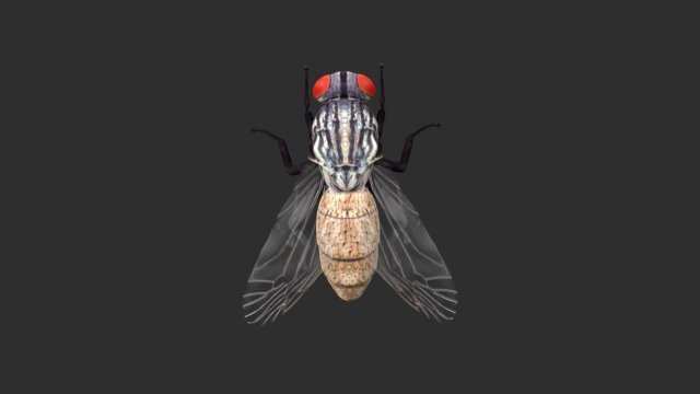 housefly house fly 3D Модель .c4d .max .obj .3ds .fbx .stl .blend 