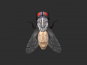 housefly house fly 3D Model