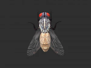 Stubenfliege Stubenfliege 3D Modell
